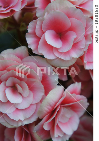 ベコニア 19381630