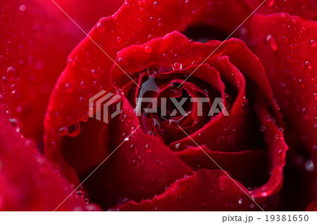 薔薇と雫の写真素材 [19381650] - PIXTA