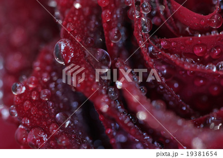 薔薇と雫 薔薇と雫 19381654