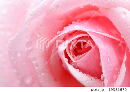 雨に濡れた薔薇の写真素材