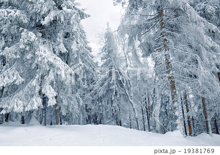 Winter snow-covered forest Winter snow-covered forest 19381769