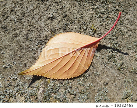 落ち葉 19382468