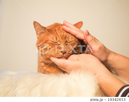 首を撫でられてゴロゴロする茶トラ猫の写真素材