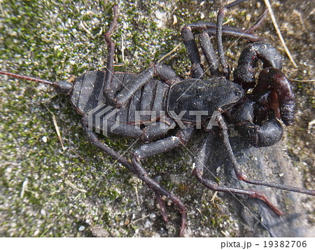 サソリモドキ サソリモドキ 19382706