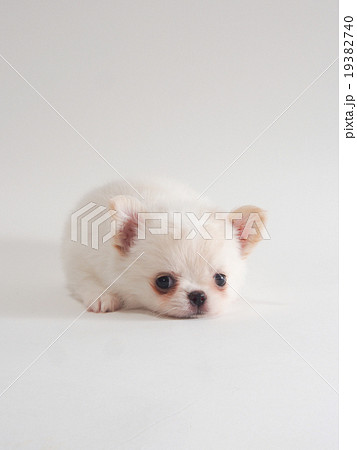 伏せた白いチワワの子犬の写真素材