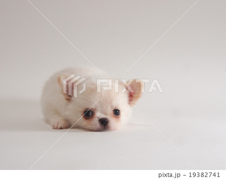 お座りした白いチワワの子犬の写真素材