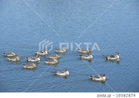 オナガガモ 19382874