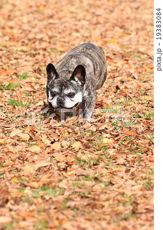 オモチャはどこだ！？ 19383084