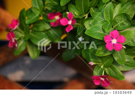 pink flower pot hanging by the lath 19383649