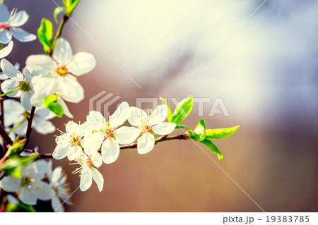 vintage white blossoms in spring 19383785