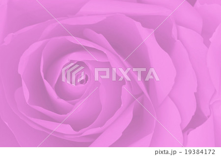Close up of purple or violet rose. 19384172
