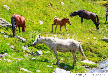 Horse herd on the pasture in the mountains Horse herd on the pasture in the mountains 19384483