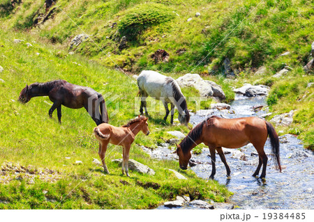 Horse herd on the pasture in the mountains 19384485