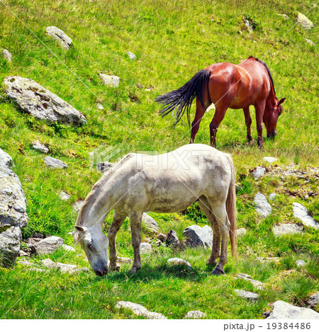 Horse herd on the pasture in the mountains Horse herd on the pasture in the mountains 19384486