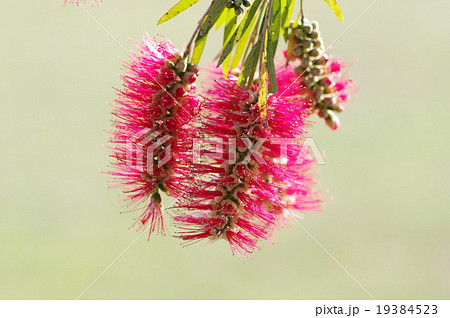 ブラシの木 19384523