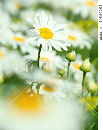 chamomile flower 19385201