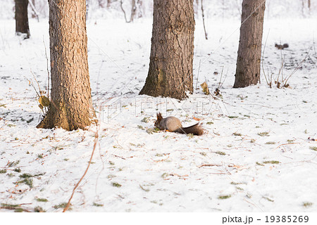 Squirrel on the snow 19385269