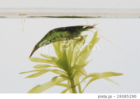 ミナミヌマエビ ミナミヌマエビ 19385290