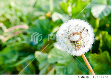 タンポポの綿毛 19385528