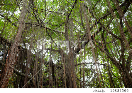 Long vines hanging 19385566