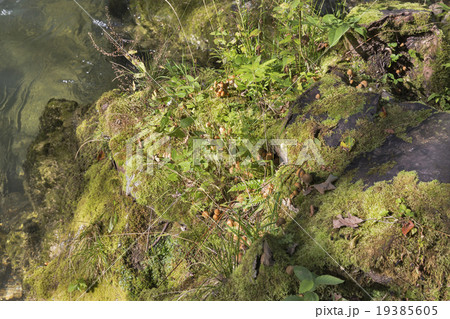 rocky river bank covered with moss, grass and mushrooms 19385605