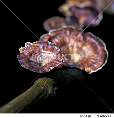 fungi mushroom on a decay tree fungi mushroom on a decay tree 19386544