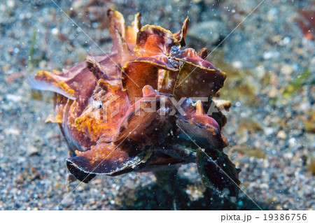 colorful squid cuttlefish flamboyant underwater colorful squid cuttlefish flamboyant underwater 19386756