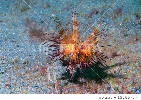 sea urchin detail macro on a crab 19386757