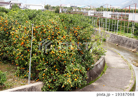 和歌山県有田のみかん畑/和歌山県有田郡 和歌山県有田のみかん畑/和歌山県有田郡 19387068