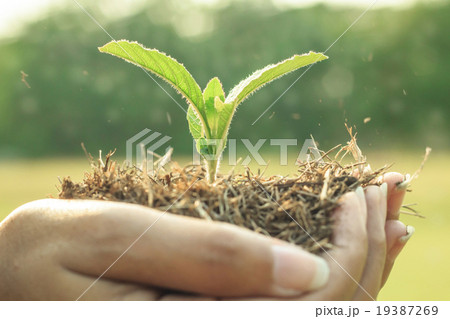 Plant Is In Hands Plant Is In Hands 19387269