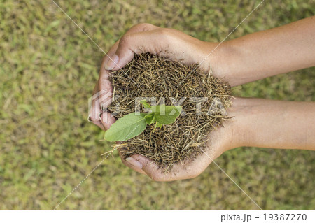 Plant Is In Hands top view Plant Is In Hands top view 19387270
