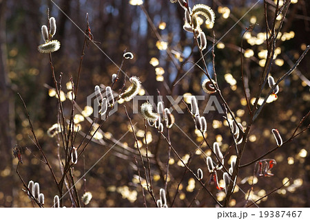 ネコヤナギ_早春の日差し ネコヤナギ_早春の日差し 19387467
