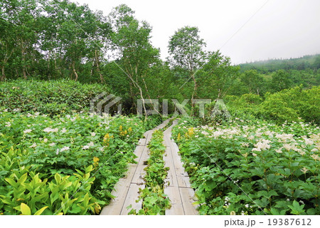 栂池自然園　夏 19387612