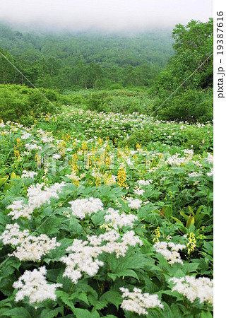 栂池自然園　夏 19387616