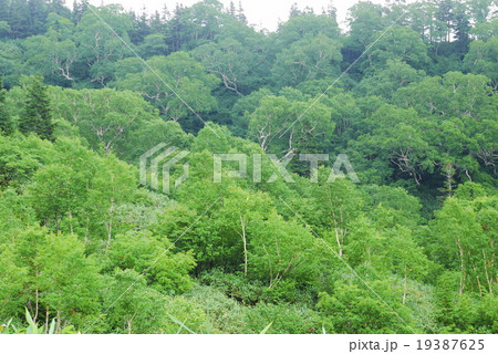 栂池自然園 夏 栂池自然園 夏 19387625