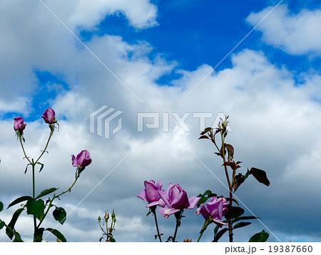 バラ　マダムヴィオレ 19387660