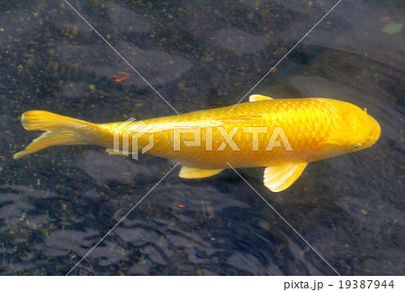 金色の錦鯉 金色の錦鯉 19387944