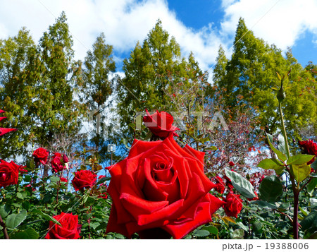 バラ　熱情 19388006