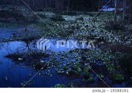 鳥海山　水芭蕉群生地 19388161