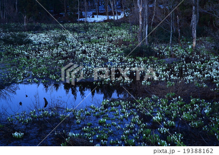 鳥海山　水芭蕉群生地 19388162