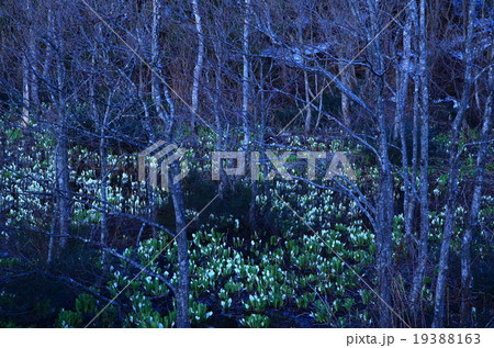 鳥海山　水芭蕉群生地 19388163