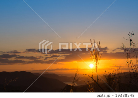 朝日に輝くススキ 19388548