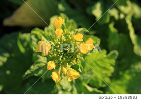 菜の花のつぼみ 菜の花のつぼみ 19388983
