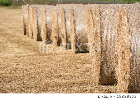 牧草ロール 19389555