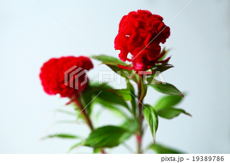 赤いケイトウの花 19389786