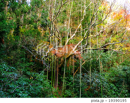 【千葉県】竹に囚われたモミジ 【千葉県】竹に囚われたモミジ 19390195