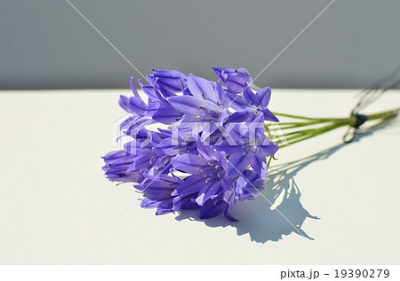 トリテレイアの花束 トリテレイアの花束 19390279