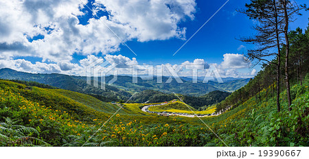 Panorama Tung Bua Tong Mexican sunflower Panorama Tung Bua Tong Mexican sunflower 19390667