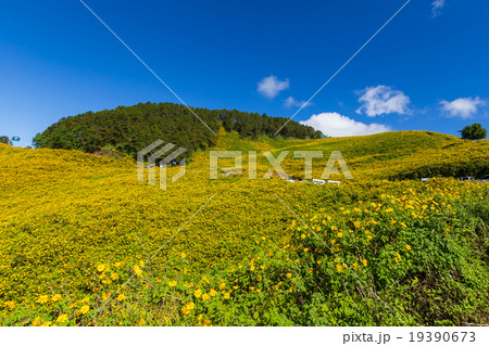 Tung Bua Tong Mexican sunflower in Maehongson Tung Bua Tong Mexican sunflower in Maehongson 19390673