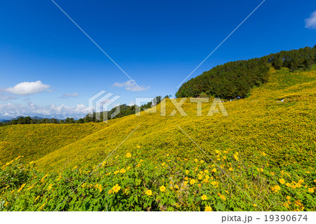 ung Bua Tong Mexican sunflower in Maehongson 19390674